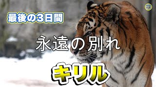 【旭山動物園アムールトラ】キリルとの永遠の別れにライオン オリトの咆哮が響く。ありがとうキリル、安らかに。Kirill has gone to eternal sleep.