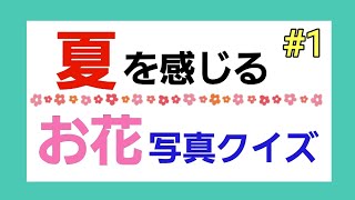 【お花クイズ】《夏のお花#1》次のお花の名前はなんですか？🌻