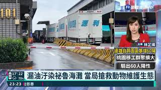 漏油汙染祕魯海灘 當局搶救動物維護生態｜華視新聞 20220122