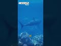 Shark Attacks: A Quick Dive #animals #animalfact