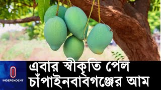 ফজলি আম এখন রাজশাহী ও চাঁপাইনবাবগঞ্জ জেলার || Mango Debate