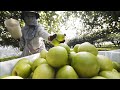 Giant China Apple Farm and Harvest - Awesome Jujube Cultivation Technology.