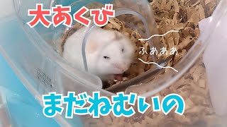 食べてる途中で眠気に負けるハムスター