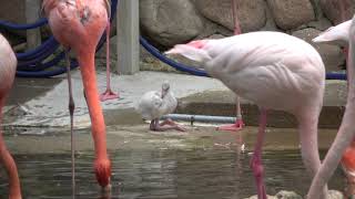 20230616 1036 王子動物園 フラミンゴ 赤ちゃん