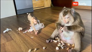 Nui and Poni destroy the house when their mother is not at home | Nui Family