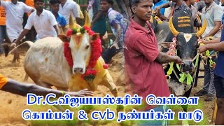 Dr.C.விஜயபாஸ்கரின் வெள்ளை கொம்பன் \u0026 Cvb நண்பர்கள் மாடு