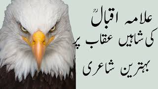 Allama Iqbal Best Poetry Eagle The Falcon | علامہ اقبالؒ اور شاہیں عقاب #falcon #eagle #allamaiqbal