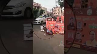 Modi promotion wala kutta social media per ya khuda Modi per mutne wala kutta hai