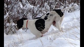 KEKLİK FERMA! DENY ile karda ferma çok güzel kanat sesi! #partridge #pointer #oxota #rabbithunting