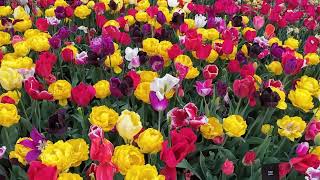 Keukenhof 2025 Episode 1