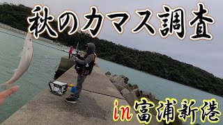 [富浦新港#1]内房にカマスシーズン到来