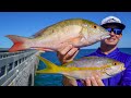 Caught EXPEN$IVE Fish on Side of Road! Catch Clean Cook (Florida Keys Bridge Fishing)