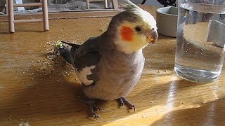 Cockatiel playing at lunchtime