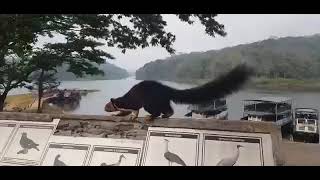 MOUNTAIN SQUIRREL OR MALAYANNAN @ THEKKADY #shorts #pets #viral #video