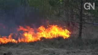 So erholt sich das Gildehauser Venn nach dem Brand