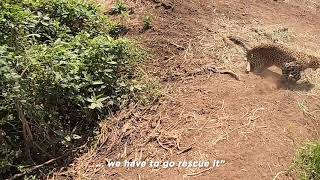 World Wildlife Day | Leopard Rescue from Pargaon Maharashtra