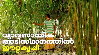 വ്യവസായിക അടിസ്ഥാനത്തിൽ ഈറ്റകൃഷി ചെയ്യുന്ന കർഷകൻ