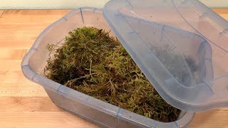 Sphagnum Moss Care