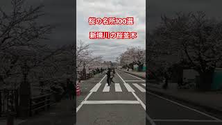 桜の名所100選・新境川堤の桜並木・岐阜県・2024-4-5・車載動画・4k・#桜#新境川堤の桜 #各務原桜#車載動画#岐阜県#桜#サクラ#4k