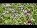 Native Plant Pollinators In Action - TN Nursery
