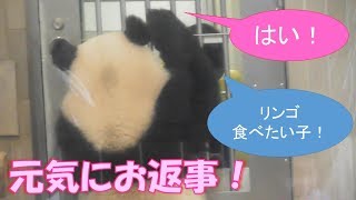 8/2シャンシャン元気にお返事！リンゴ食べたいからトレーニングも頑張ります！上野動物園【パンダ生活チャンネル】