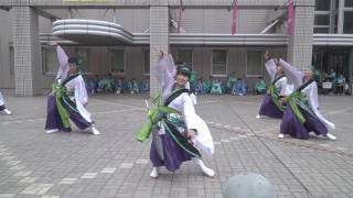 ふくのやまよさこい2016　縁陣　市役所北広場