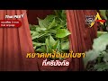 หยาดเหงื่อบนใบชาที่ศรีมังกัล | Spirit of Asia [Dual Language]