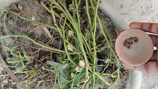 नारी केsaag को seed से और कटिंग से कैसे उगें मात्र 10 दिन में#garden