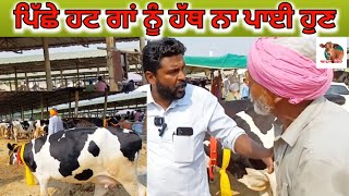 ਪਿੱਛੇ ਹਟ ਜਾ ਗਾਂ ਨੂੰ ਹੱਥ ਨਾ ਪਾਈ ਹੁਣ | Dabwali Pashu Mandi | #farming #dairyfarm #punjab  New 2024