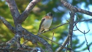 アトリ（1）北本自然観察公園 - Brambling - Wild Bird - 野鳥 動画図鑑