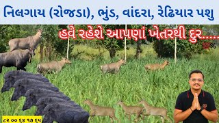 નિલગાય (રોજડા), ભુંડ, વાંદરા અને રેઢિયાળ પશુ હવે રહેશે ખેતર થી દુર.... રોજડા અને ભુંડ ભગાડો 💯%