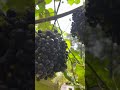 cambodian grapes ന്റെ തൈകൾ വന്നിട്ടുണ്ട് ആവശ്യമുള്ളവർ ഉടനെ അറിയിക്കണേ @ 9744876481 grape combodia