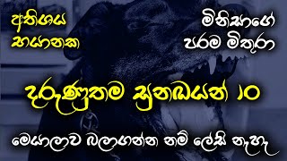 මෙන්න ලොව සිටින අතිශයෙන්ම භයානක සුනඛයින් 10 දෙනා | Top 10 dogs in the world