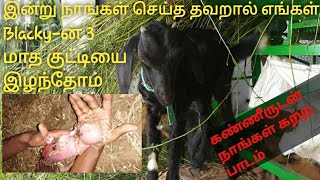 🐐🐐😭😭நாங்கள் செய்த தவறு, எங்கள் செல்ல பிள்ளை blacky- யின் 3 மாத கிடா குட்டியை இழந்தோம் 😭😭🐐🐐