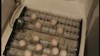 Incubation, using the Little Giant Incubator, How to incubate chicken eggs, demonstration