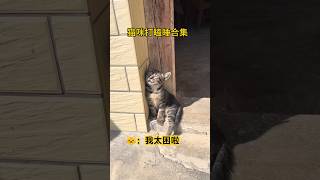 猫咪打瞌睡合集！原来猫咪打瞌睡这么可爱❤️ #cat #cute #cutecat #funny #shorts