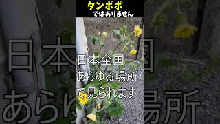 よく見るけど知らない草花の名前①