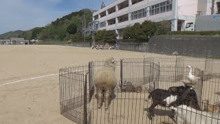 ～いのちの学習～　移動動物園がやってきた！