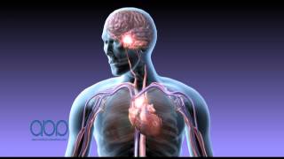 Medical Animation - Smoking Nicotine - 3D Animation || ABP ©
