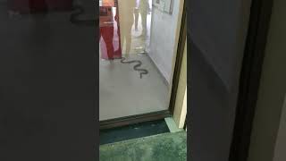 Snake gone in to ATM MACHINE,  Gone VIRAL.ATM  లోకి పాము వెళ్ళిపోయింది. వైరల్ అయిపోయింది.