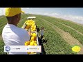 Harvesting Millions Of Tons Of Melons From WORLDS Largest Melon Plantation