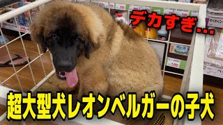 【超巨大な赤ちゃん】超大型犬レオンベルガーの大きな子犬を家族に迎えました。【Huge puppy】A huge Leonberger puppy just joined our family.