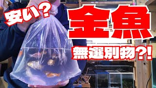 【金魚水槽】金魚が届きました。　金魚飼育歴30年　元気の良い国産金魚紹介　金魚来た　金魚水槽 　金魚飼育　金魚水槽　金魚の飼い方　安い金魚　無選別金魚