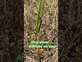 Army Worms 🐛 Destroyed Our Yard! 😡 #lawn #grass #armyworms