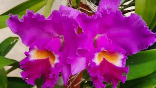 How I grow Cattleya orchids and new blooms in my orchid garden.@orchidnewbee8786