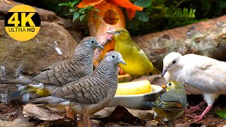 Continuous Cat TV 🐱 4 Hours of Serene Bird Sounds and Birdbath Scenes to Calm Your Feline Companion