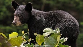 Close Call with a Curious Bear | Side Yard Encounter