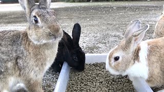 うさぎ「人間さんよぉ、おめぇも鳥どもには気をつけな」