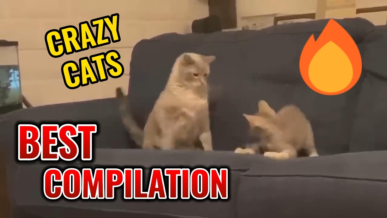 Funny Cat Compilation Best Of All Time Youtube