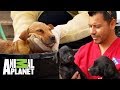 ¡Increíble recuperación de 7 cachorros rescatados! | Dr. Jeff, Veterinario | Animal Planet